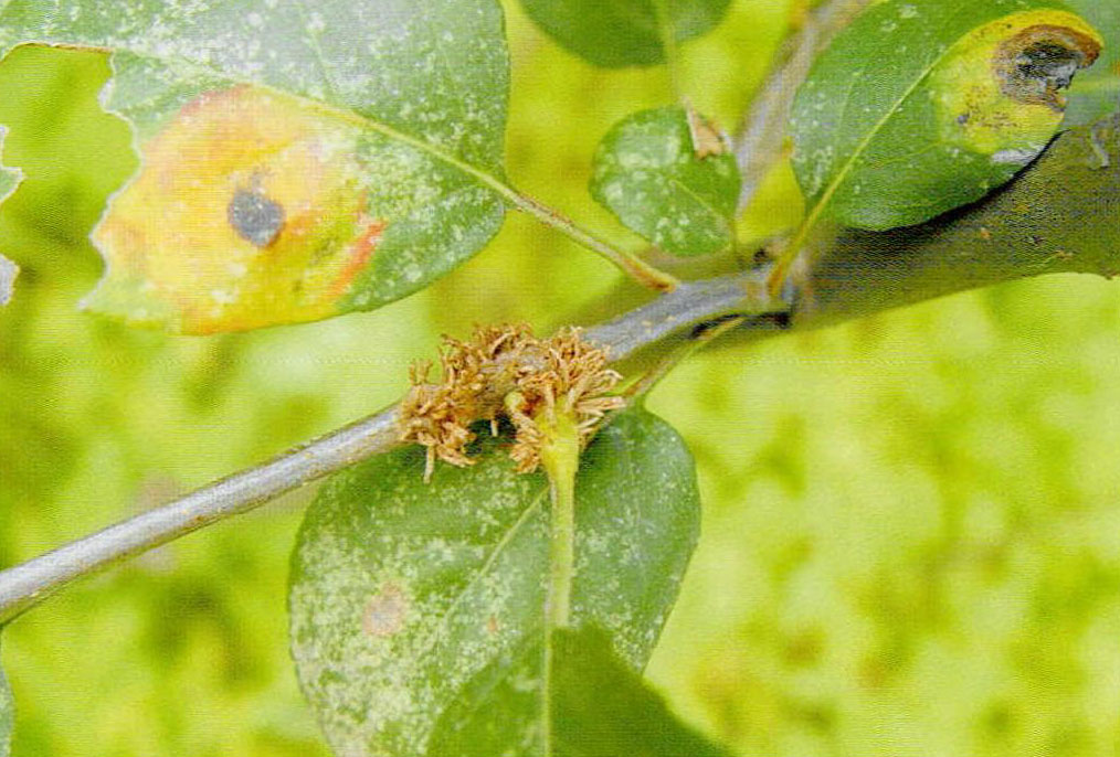 9-27 苹果锈病